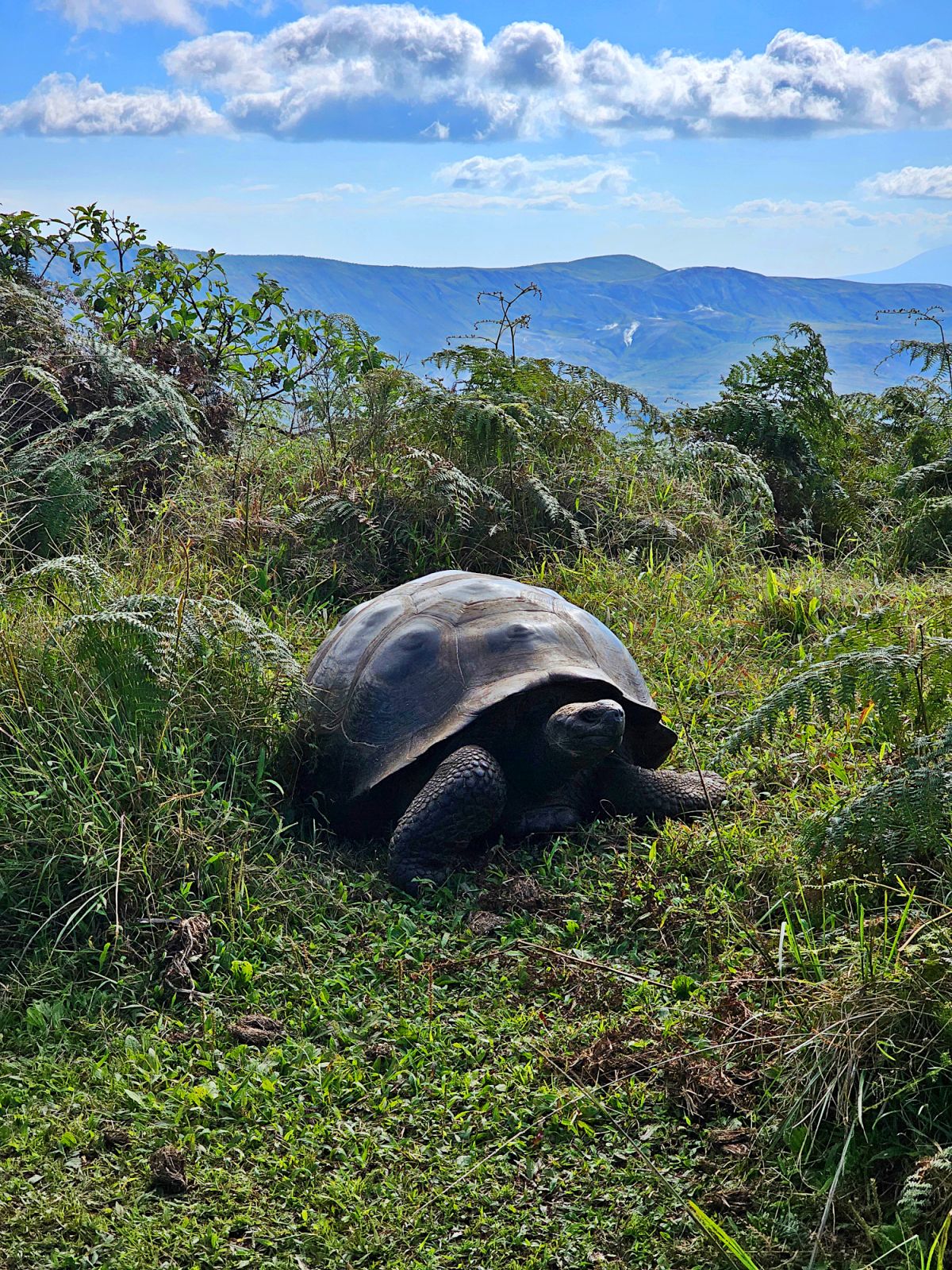 Misión de campo en el volcán Alcedo