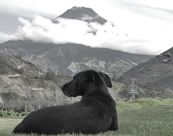 Fallece “El Negro”, la Mascota del Observatorio del Tungurahua