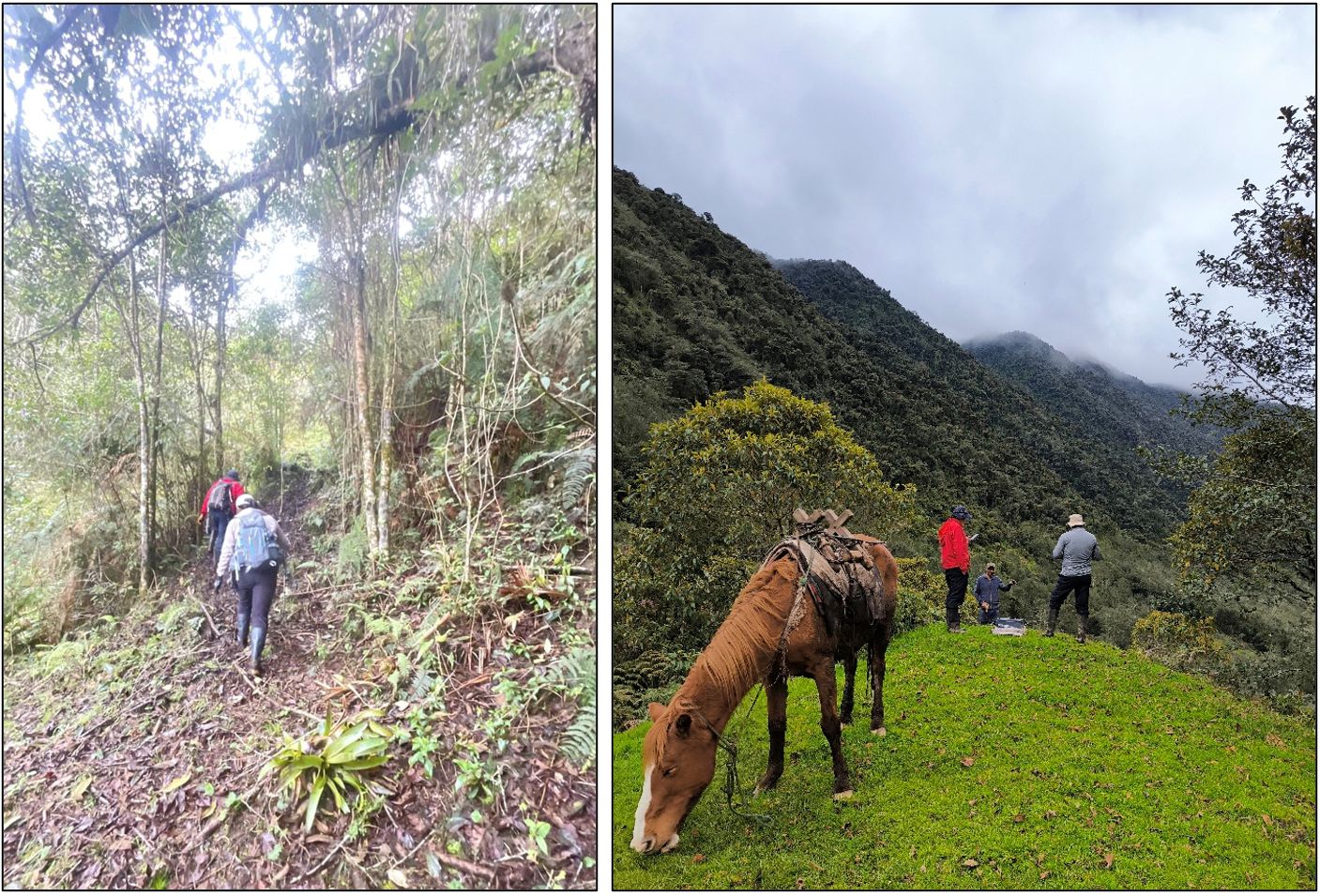 Trabajos de campo en Ana Tenorio – Parque Nacional Llanganates