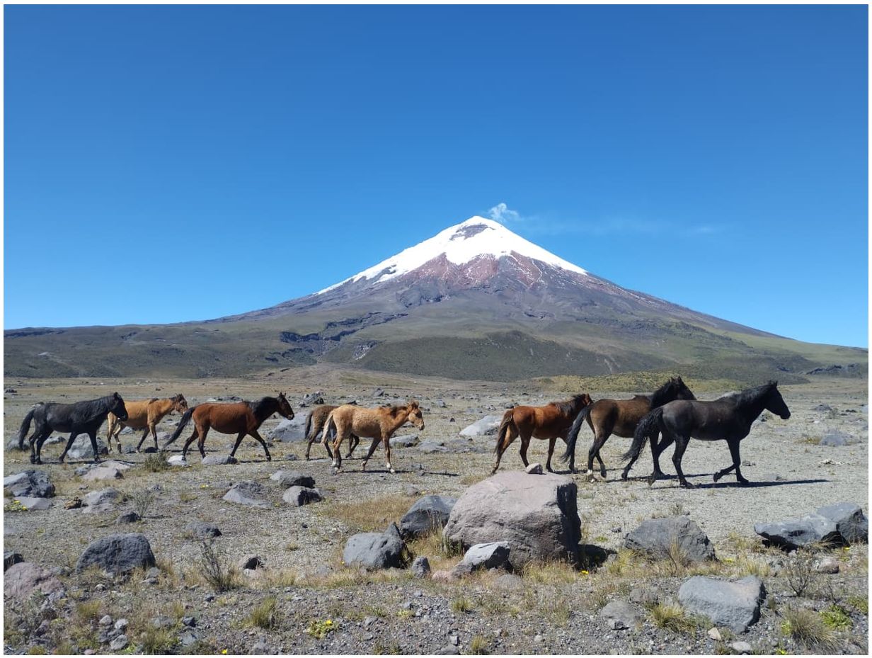 Muestreo de vertientes de agua en el volcán Cotopaxi y sobrevuelos con dron